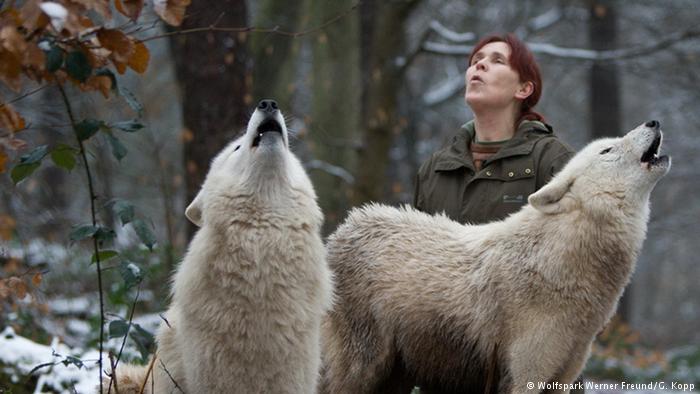 Perempuan Ini Menjadi “Ibu Angkat” Untuk Lebih Dari 30 Srigala Liar