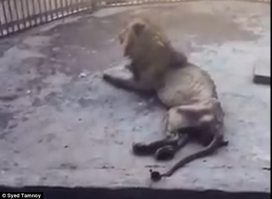 Singa ‘Kerempeng’ Kurang Makan di kebun binatang Bangladesh