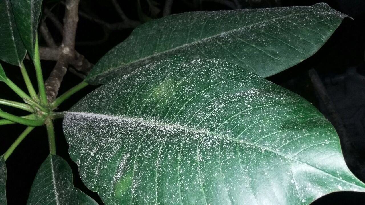Video Letusan Gunung Agung Selasa Sore Hari