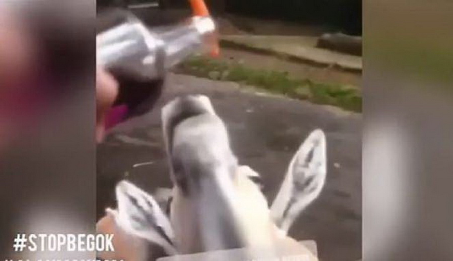 Hewan di Taman Safari Dicekoki Miras, Netizen Gusar