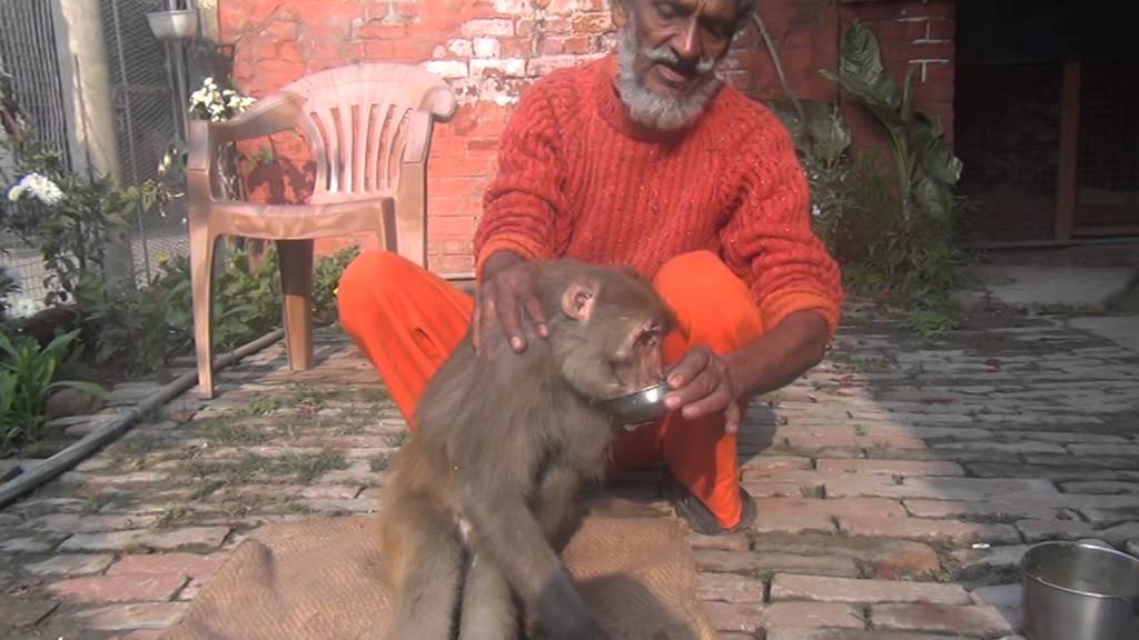 40 Tahun Memberi Makan Monyet Liar Dari Makanan Sisa Hotel dan Rumah