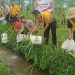 Dukung Ketahanan Pangan,  Polsek Blahbatuh Tebar Ribuan Bibit Lele di Wake Farm House