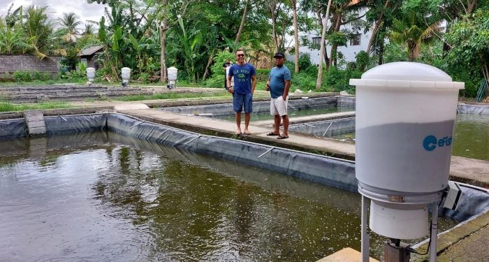 Pletan Berupaya Mengisi 45 Persen Ceruk Pasar Ikan Lele di Bali