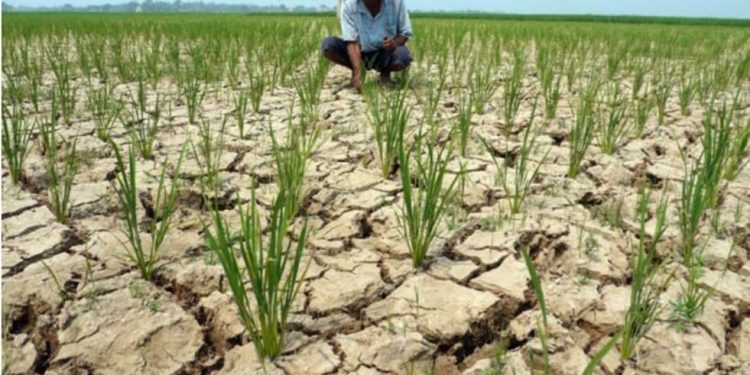 Lama Tak Turun Hujan, Tiga Kecamatan di Bali Utara, Berpontensi Kekeringan