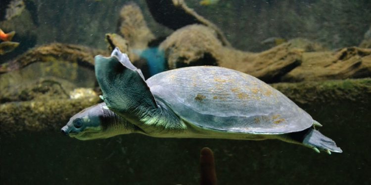 BKSDA Bali Pindahkan 500 Labi-labi Moncong Babi ke Papua