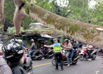 Pohon Tumbang di Jalan Denpasar-Gilimanuk, 5 Orang Alami Luka