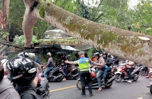 Pohon Tumbang di Jalan Denpasar-Gilimanuk, 5 Orang Alami Luka
