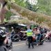 Pohon Tumbang di Jalan Denpasar-Gilimanuk, 5 Orang Alami Luka