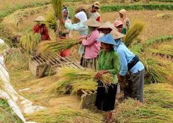 Harga Gabah dan Beras di Klungkung Terus Melonjak