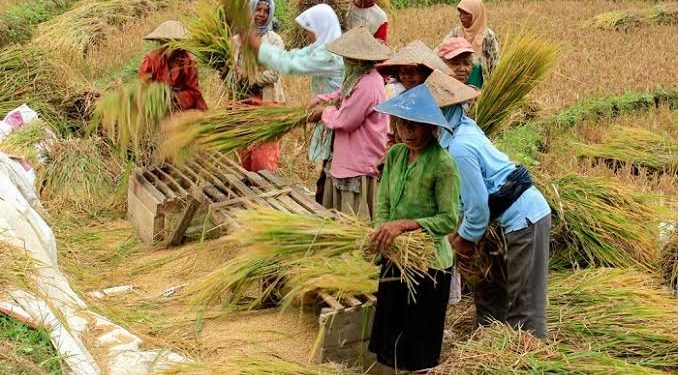 Harga Gabah dan Beras di Klungkung Terus Melonjak
