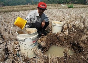 BPBD Jembrana Catat Lima Wilayah di Tiga Kecamatan Alami Kekeringan Dampak El Nino