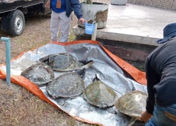 Petugas Gabungan Gagalkan Upaya Penyeludupan 11 Ekor Penyu Hijau