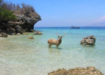 Ulah Perburuan Liar,  Belasan Hewan di Taman Nasional Bali Barat Ditemukan Mati