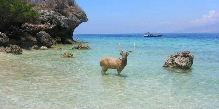 Ulah Perburuan Liar,  Belasan Hewan di Taman Nasional Bali Barat Ditemukan Mati