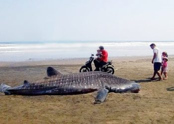 Seekor Hiu Paus Ditemukan Mati Terdampat di Pantai Pekutatan Jembrana