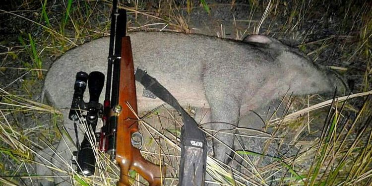 Polisi Tetapkan Tiga Pelaku Kasus Perburuan Liar di TNBB Buleleng DPO