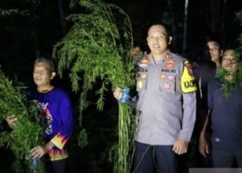 Polisi Temukan Lima Hektare Ladang Ganja di Madailing Natal