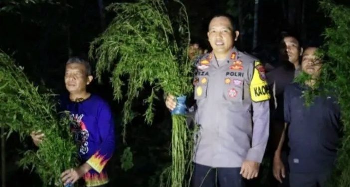 Polisi Temukan Lima Hektare Ladang Ganja di Madailing Natal