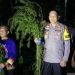 Polisi Temukan Lima Hektare Ladang Ganja di Madailing Natal