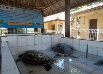 Satreskrim Polres Jembrana Ungkap Penyeludupan 19 Ekor Penyu Hijau