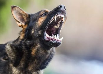 Empat Warga di Bangli Kembali Menjadi Korban Gigitan Anjing Positif Rabies