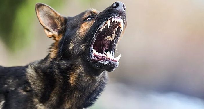Empat Warga di Bangli Kembali Menjadi Korban Gigitan Anjing Positif Rabies