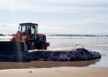 Bangkai Paus Sperma Sepajang 10 Meter Terdampar di Legian