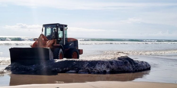 Bangkai Paus Sperma Sepajang 10 Meter Terdampar di Legian