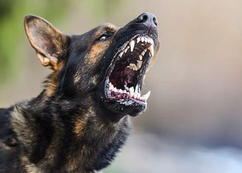 45 Desa di Kabupaten Gianyar Masuk Zona Merah Rabies