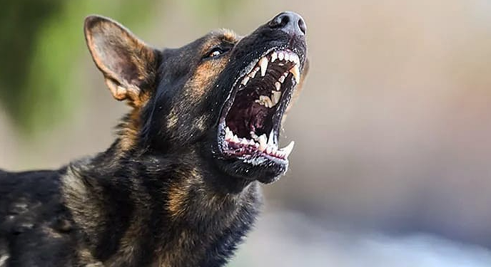 45 Desa di Kabupaten Gianyar Masuk Zona Merah Rabies