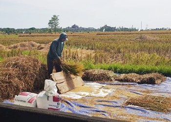 Padi Masih Jadi Produk Pertanian Unggulan di Denpasar