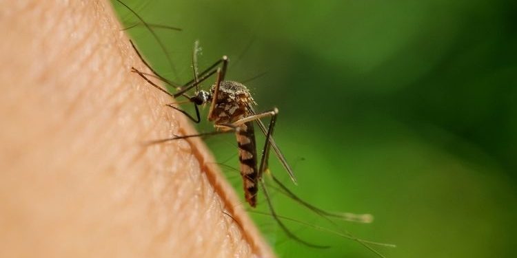 Kasus DBD di Bangli Meningkat, Puluhan Pasien di Rawat di RSUD 