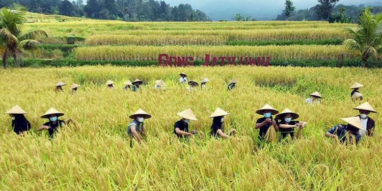Bulan Ini Denpasar akan Penen Padi pada 490,33 Hektar Lahan