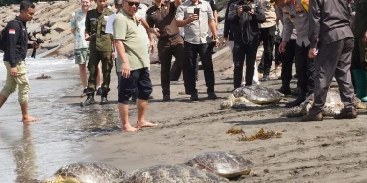 Belasan Penyu Seludupan di Jembrana Dilepaskan Kembali ke Laut