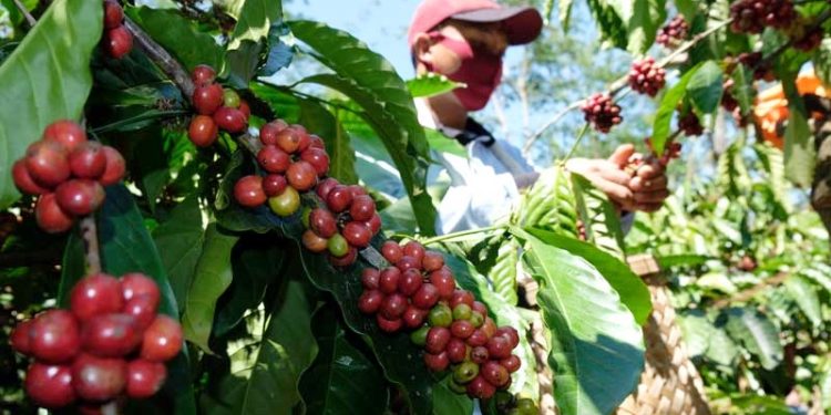 Harga Kopi Robusta di Tabanan Masih Tinggi Tembus Rp.65.000 Perkilogram