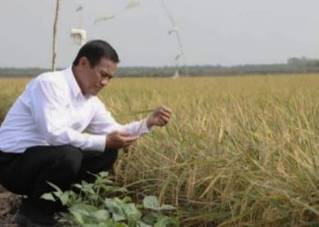 Mentan Yakin Indonesia Bebas Impor Beras Pada Tahun 2025