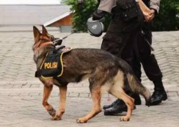 Polres Buleleng Kerahkan Unit Anjing Pelacak Sterilisasi Sejumlah Gereja