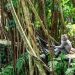 Pohon Tumbang di Monkey Forest Ubud, Bali Siapkan Langkah Mitigasi untuk Wisatawan
