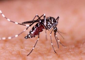 Kasus Demam Berdarah  di Denpasar Tahun 2024  Capai 1.309,  Lebih Rendah dari Tahun Sebelumnya