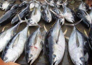 Ekspor Komoditas Bali di Dominasi oleh Ikan, Krustasea dan Moluska