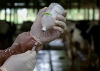 Antsipasi Penyebaran Virus Ternak, Distan Mataram Usulkan 1.300 Dosis Vaksin PMK