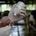 Antsipasi Penyebaran Virus Ternak, Distan Mataram Usulkan 1.300 Dosis Vaksin PMK