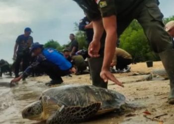 BKSDA Bali Lepasliarkan 23 Ekor Penyu Hijau Hasil Seludupan