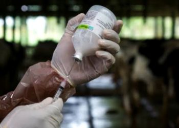 Tabanan Terima 5.075 Dosis Vaksin Penyakit Mulut dan Kuku Tahap II