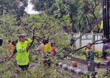 Empat Rumah Warga Rusak dan Sejumlah Pohon di Buleleng Tumbang Diterjang Angin Kencang Disertai Hujan
