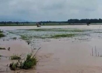 Hujan Lebat, Ribuan Hektare Sawah dan Rumah Penduduk di Lampung Selatan Terendam Banjir