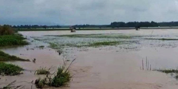 Hujan Lebat, Ribuan Hektare Sawah dan Rumah Penduduk di Lampung Selatan Terendam Banjir