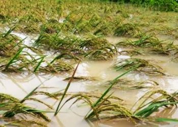 Sebanyak 25,27 Hektar Sawah di Denpasar Terdampak Cuaca Ekstrem
