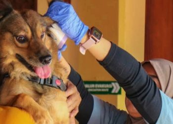 Distan Denpasar Kembali Gelar Vaksinasi Rabies untuk Menekan Penyebaran Virus