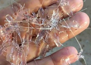 46 Ribu Benih Bening Lobster yang akan Diseludupkan ke Singapura Berhasil Digagalkan Polisi
